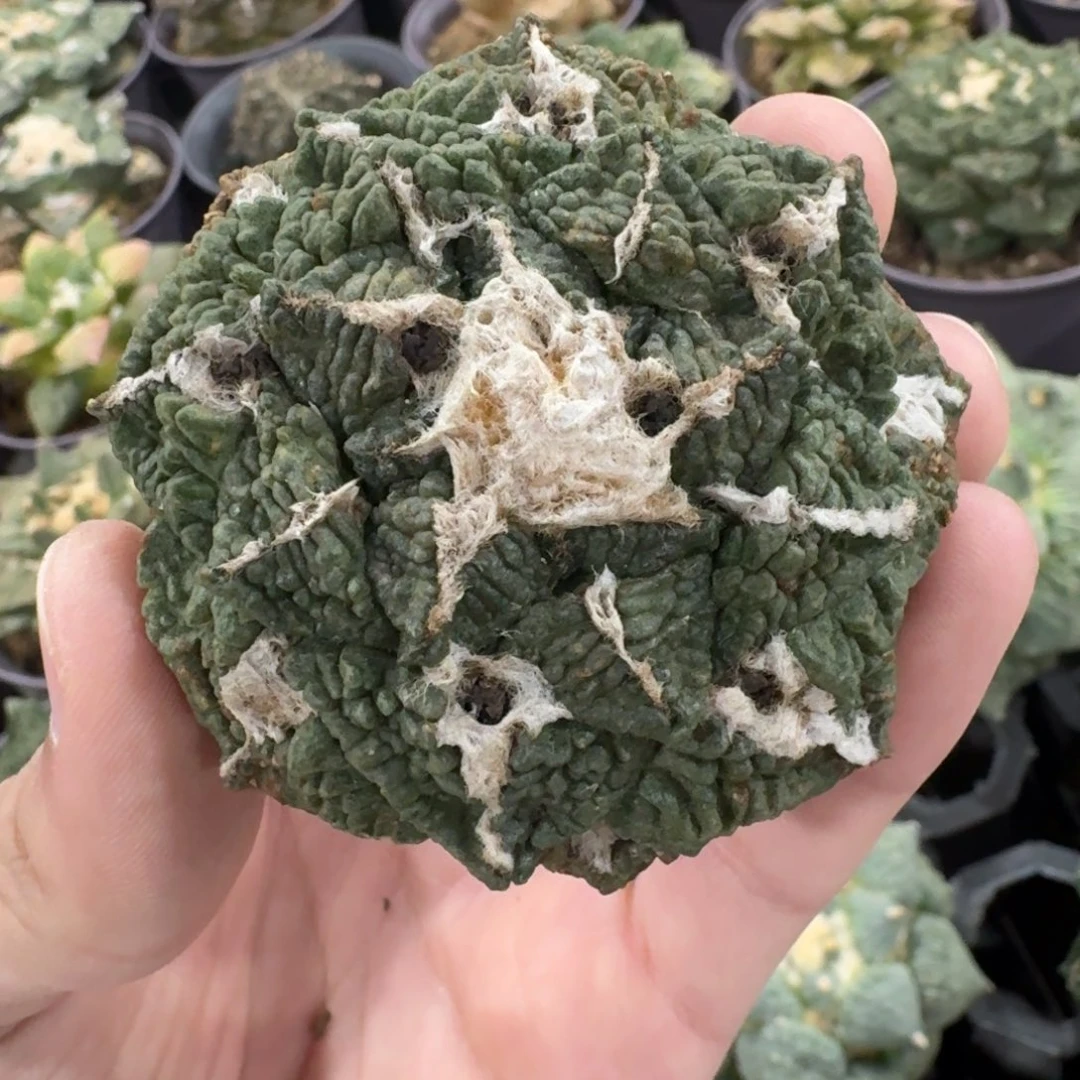 龟甲自根有根芽福利