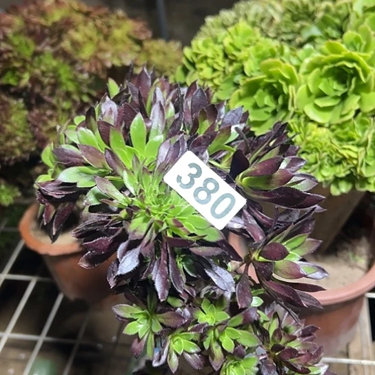 蝶***兰多肉植物一个微瑕380