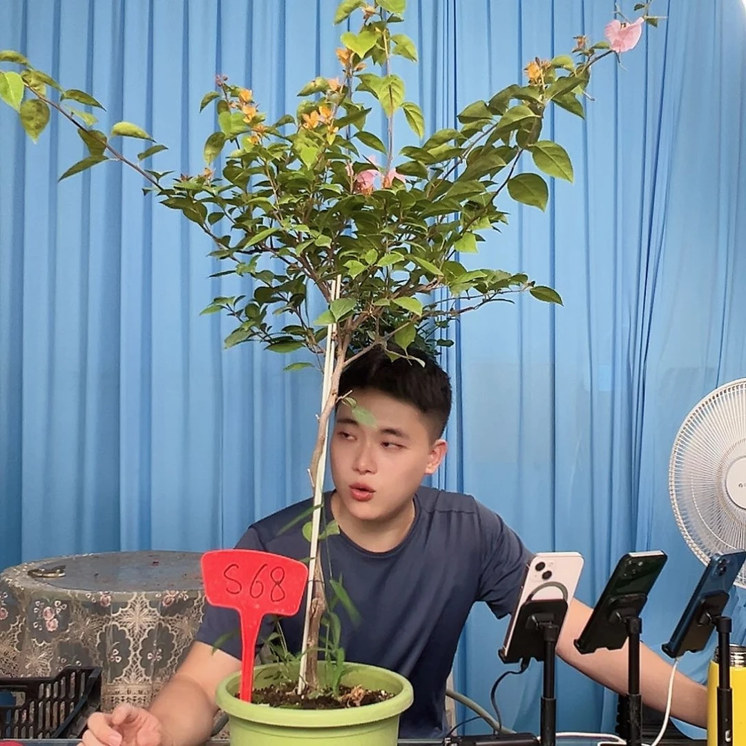 兔****当前无花栽培后可以开花S68金发女郎