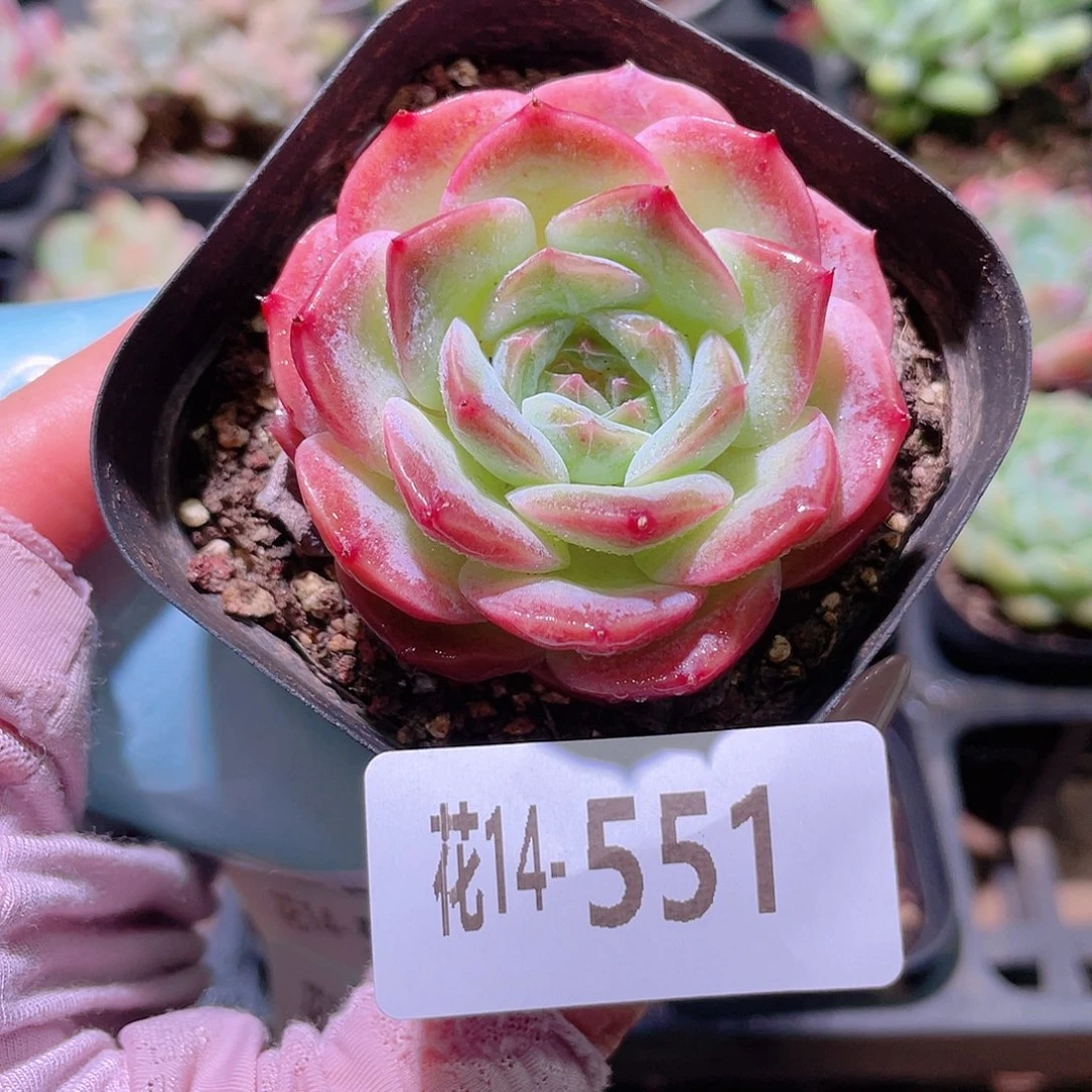 花利美14-551新品