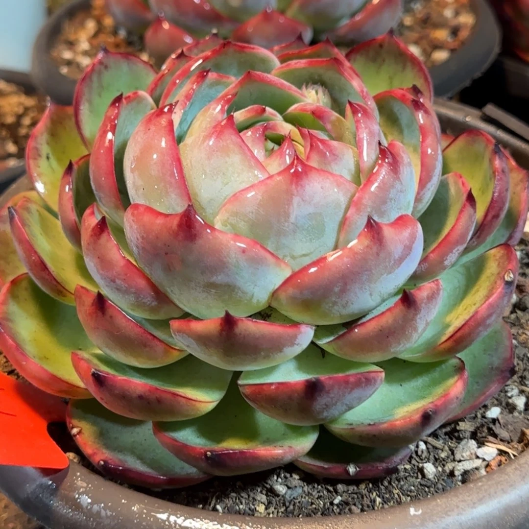 包子惊鸿一物一拍包装收缩花旱