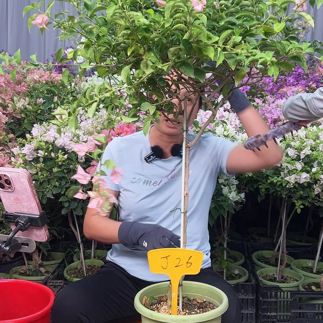 大部分花苞少量开放J26魔法樱花