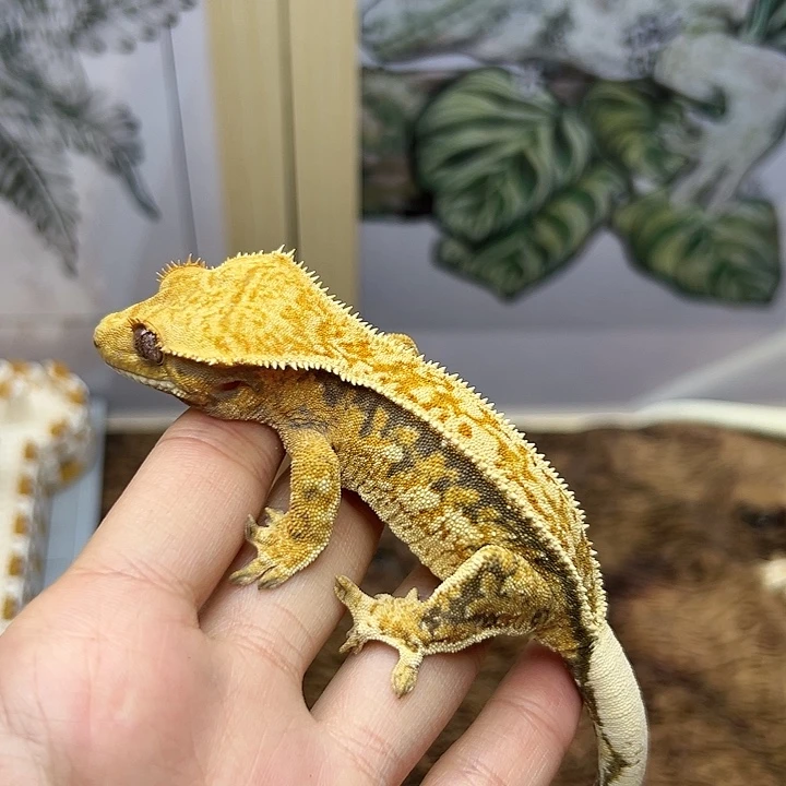 睫角守宫橙纹高对比小母24g