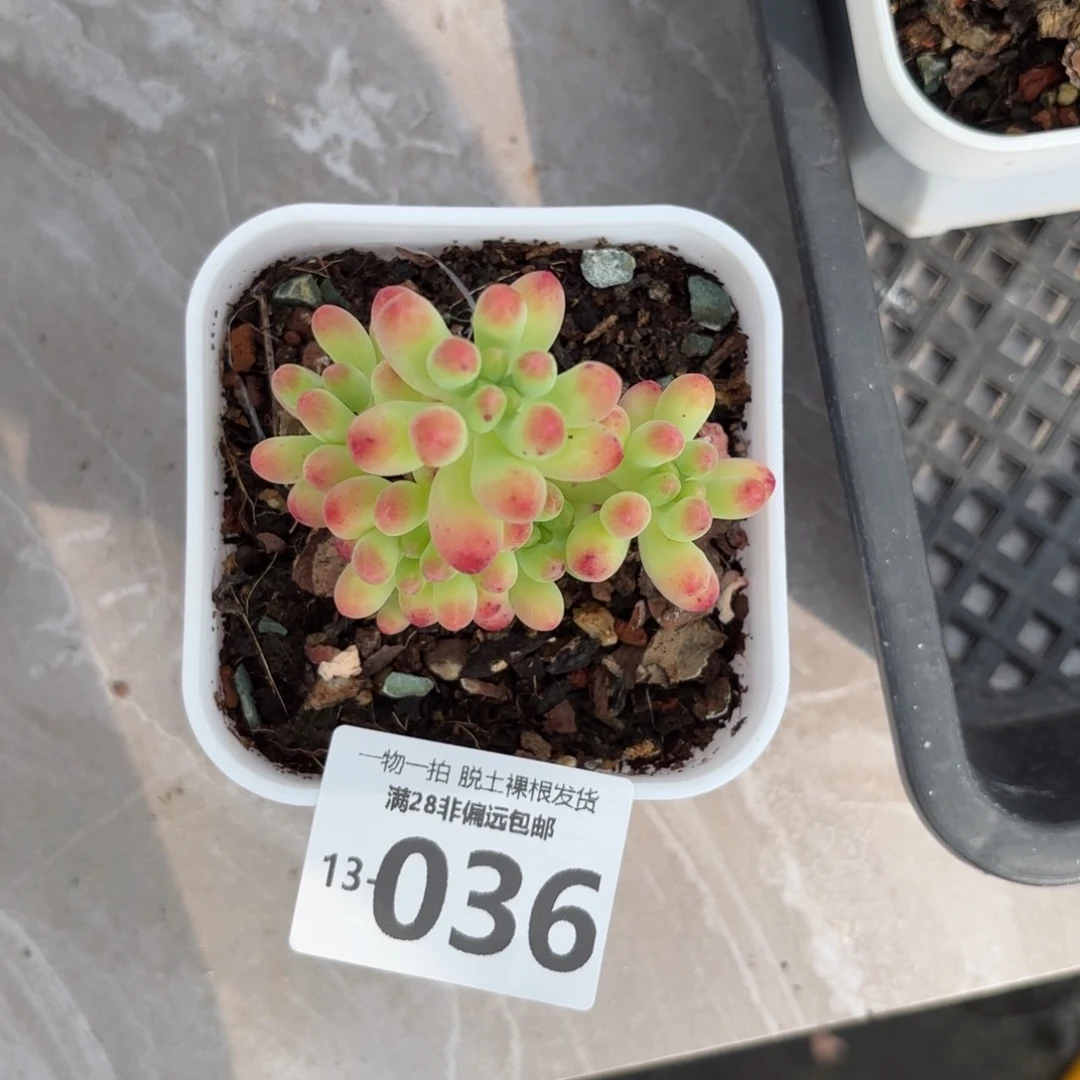 果冻乙女心多肉多肉多肉