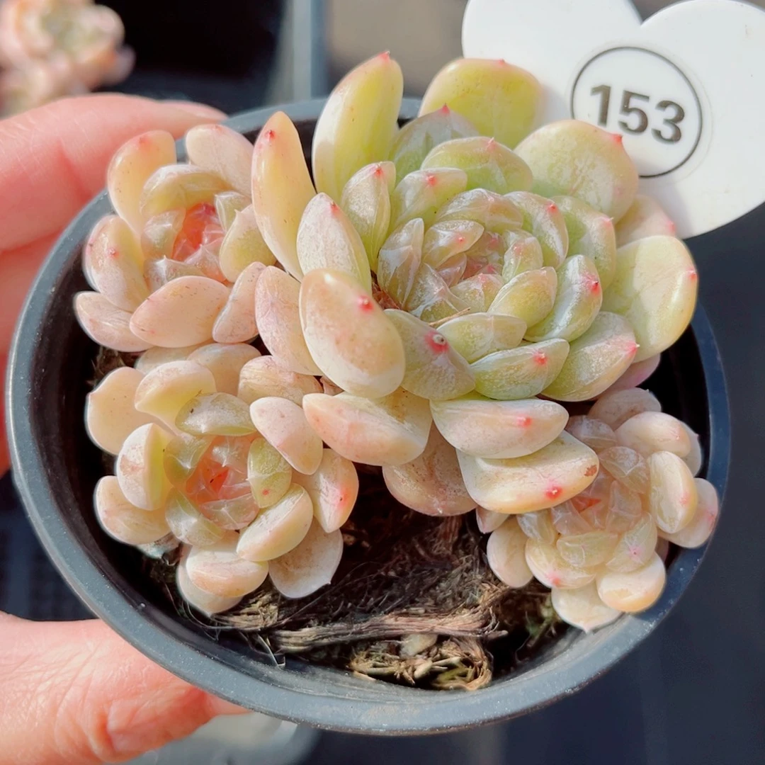 153号小老桩白恋群