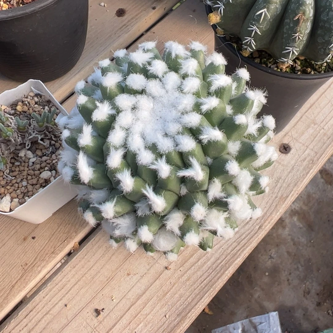 裸根发货多粒丸多肉植物