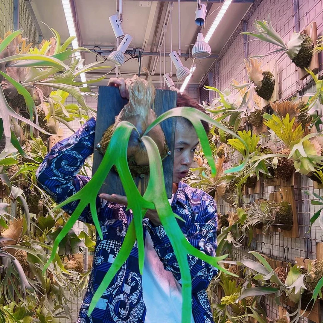 无花朵爪哇a11。