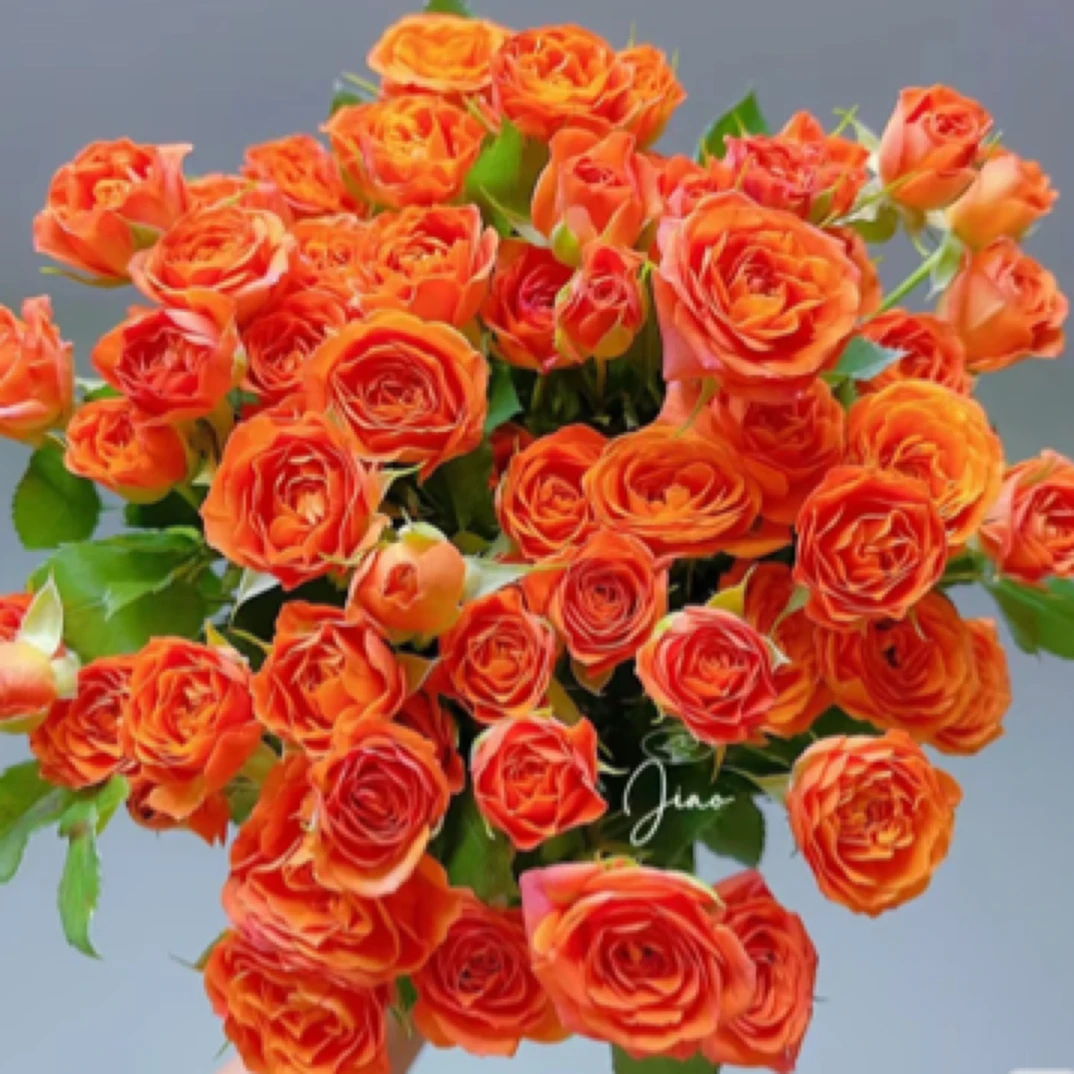 【橙色芭比】多头玫瑰   两单升级冷链，三单升级空运
