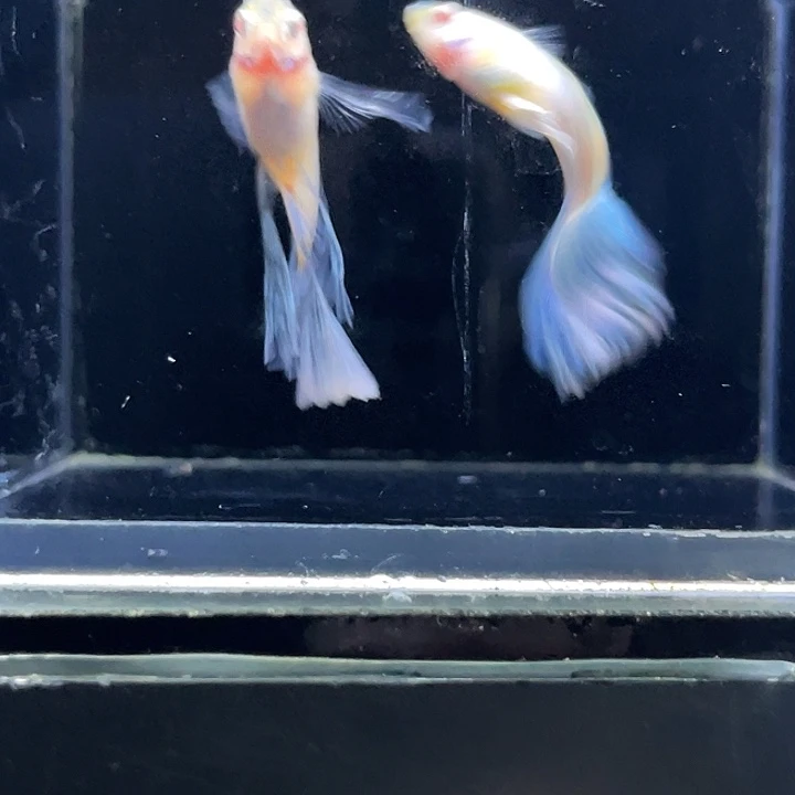 孔雀鱼蓝白一对16号