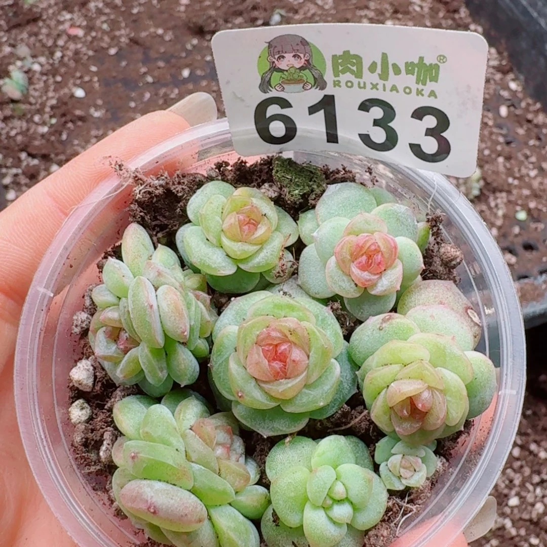 多肉植物多肉植物