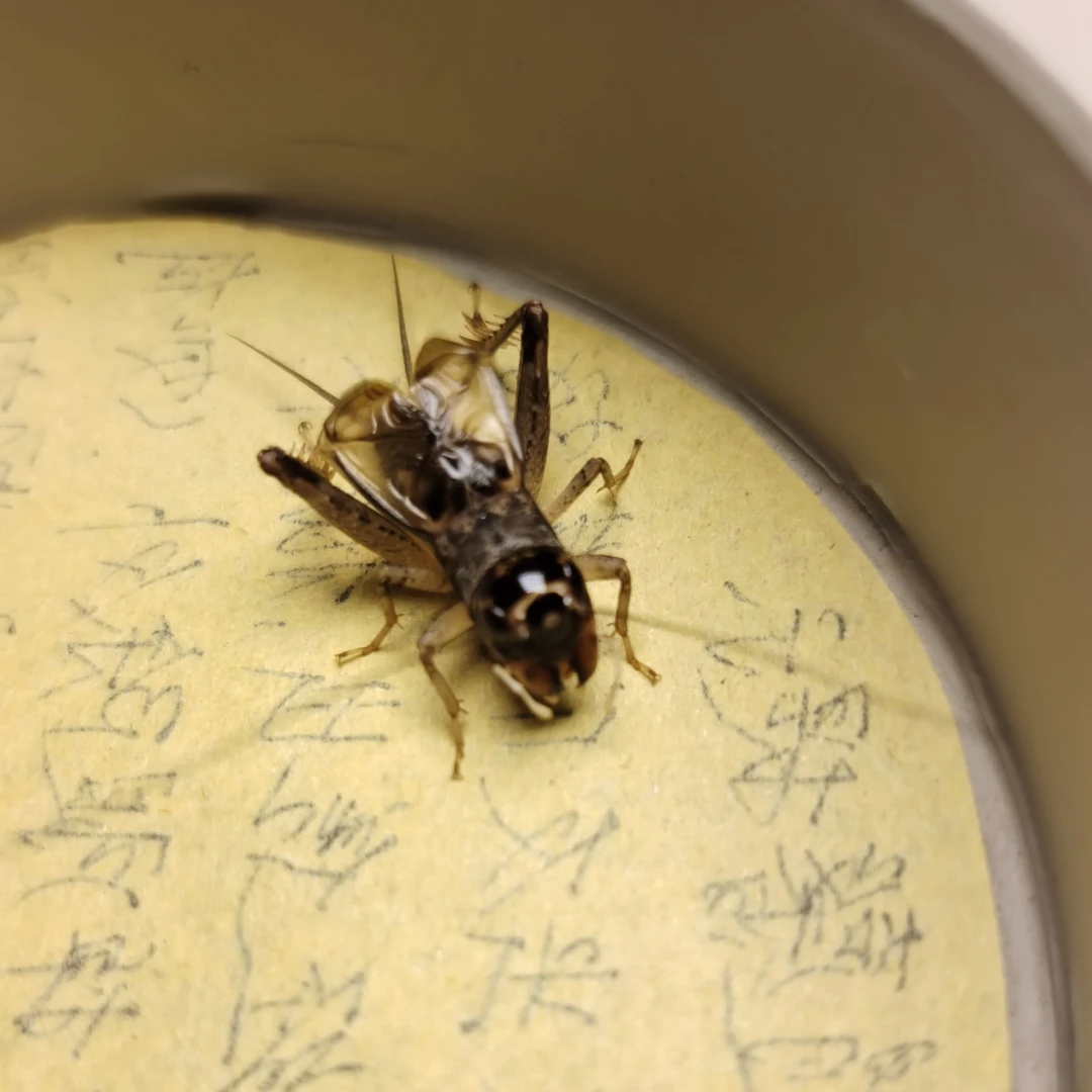 山东宁津野生棚虫皮色好底板好野性十足