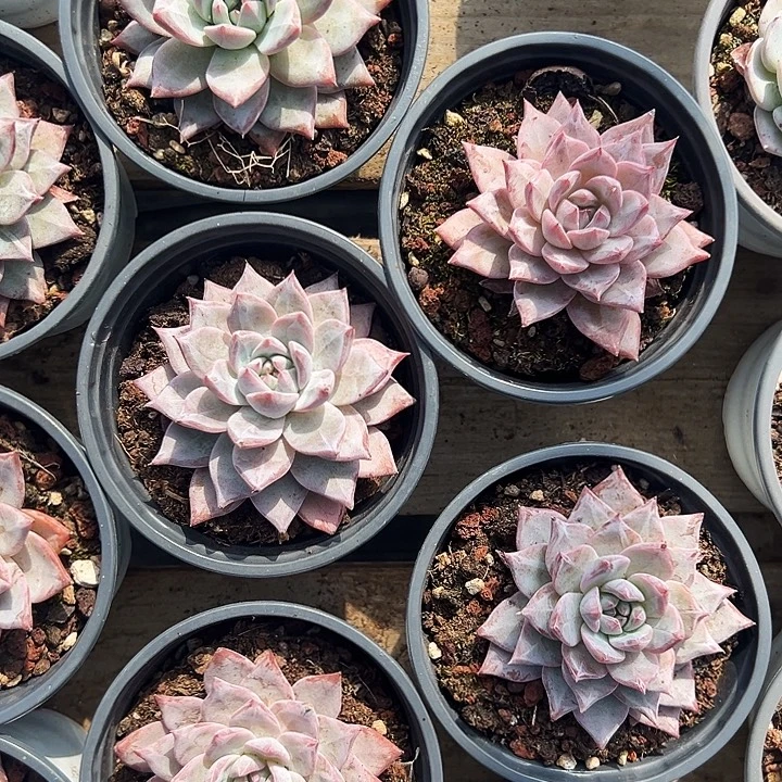 粉蓝鸟    福利多多