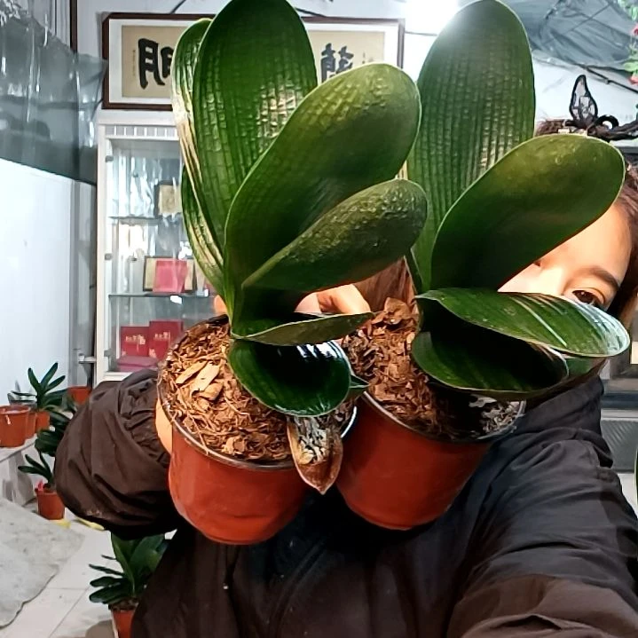 雨蒙蒙福利花两个35