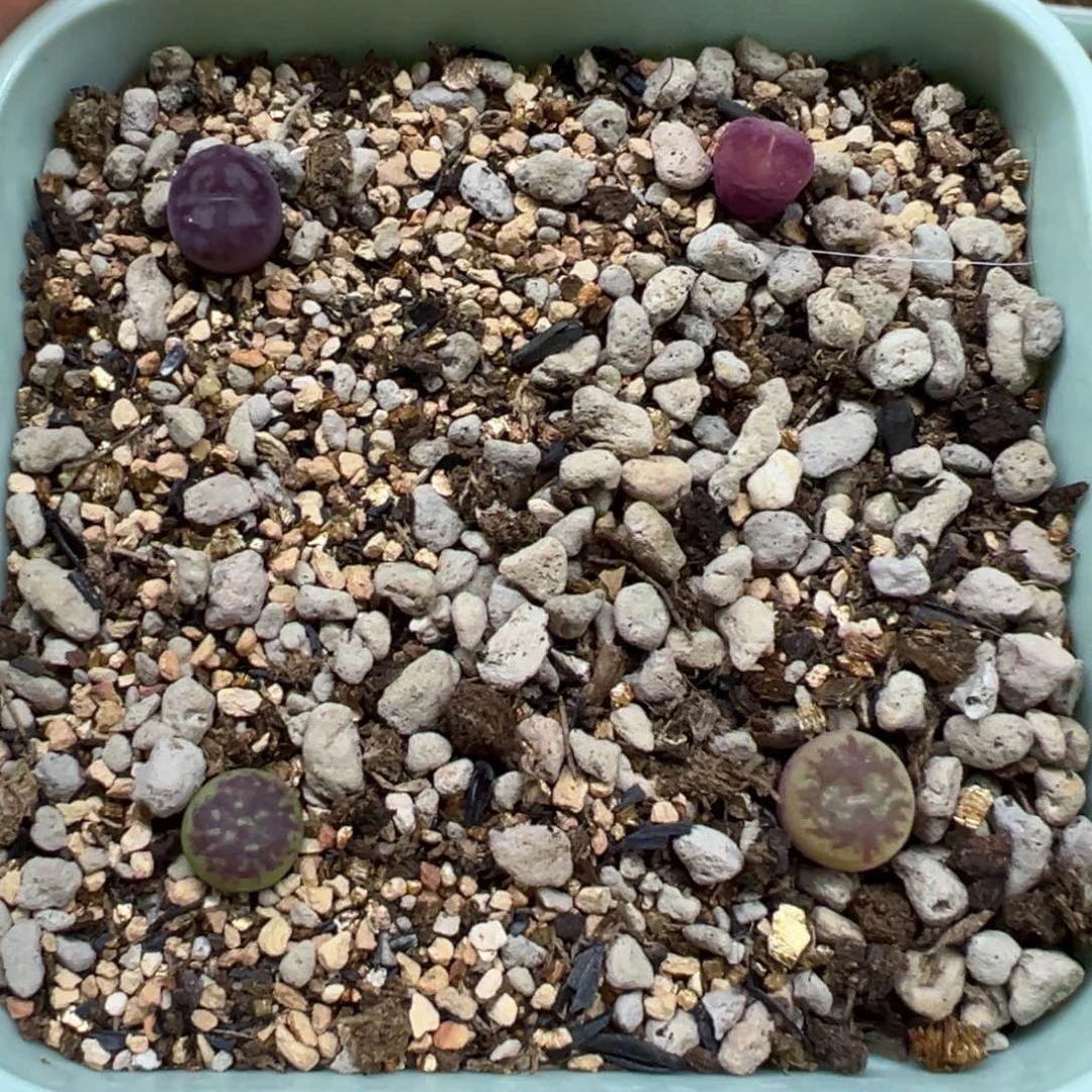 特特特特多肉多肉