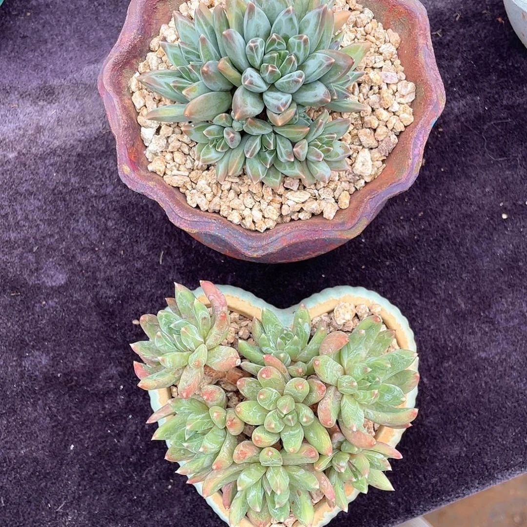 多肉植物一物一拍