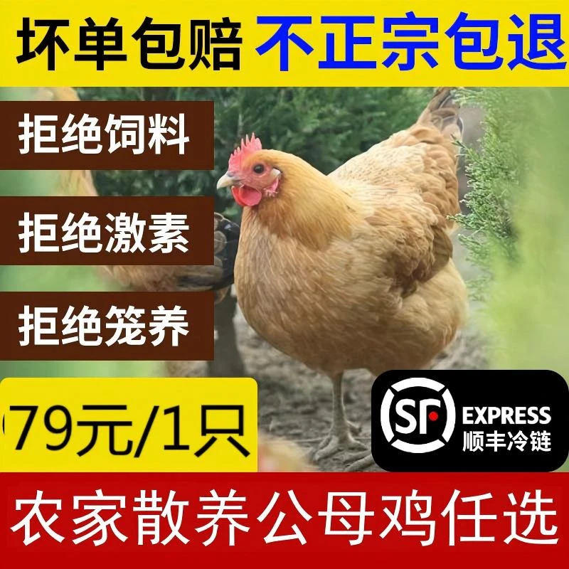 （1只）1年母鸡/公鸡/麻鸭 任选1只三选一煲汤红烧带内脏净重2.5-3斤顺丰冷链包邮烧烤食材鸡蛋