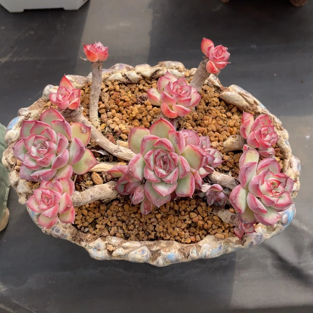 荷花老桩群生木质化