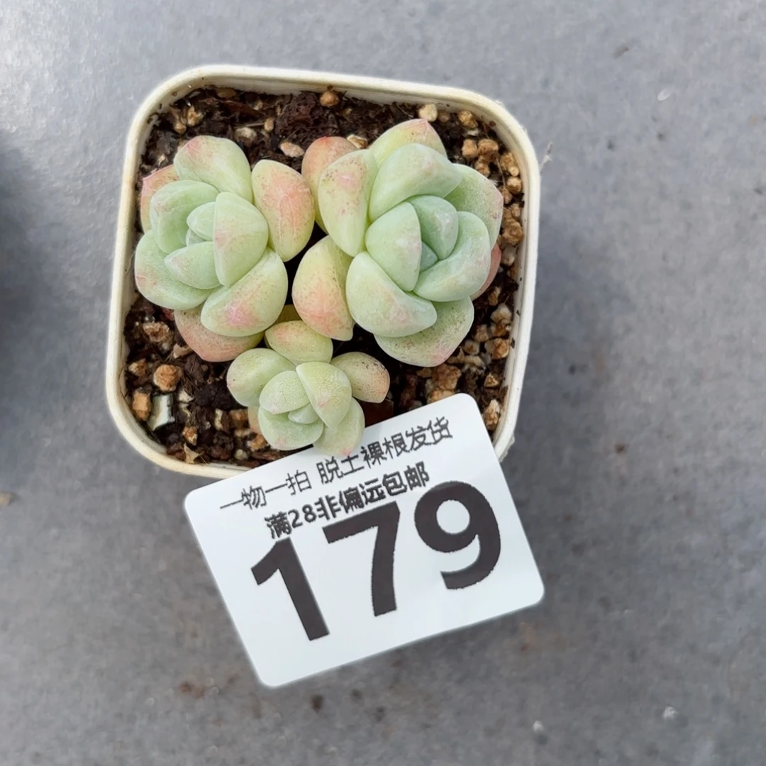 冰玉老桩无盆土发货