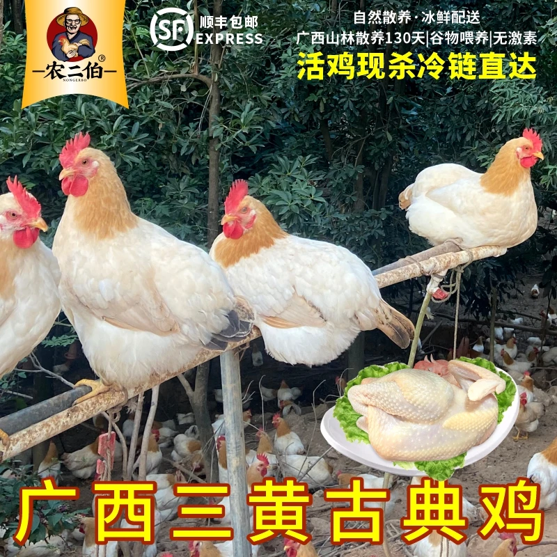 2只装福利广西古典鸡农二伯散养老母鸡鲜美土鸡1只/2只顺丰包邮