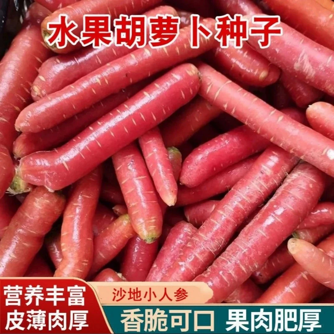 水果胡萝卜种子四季波玫瑰红红萝卜种籽甜脆红萝卜家种蔬菜种子