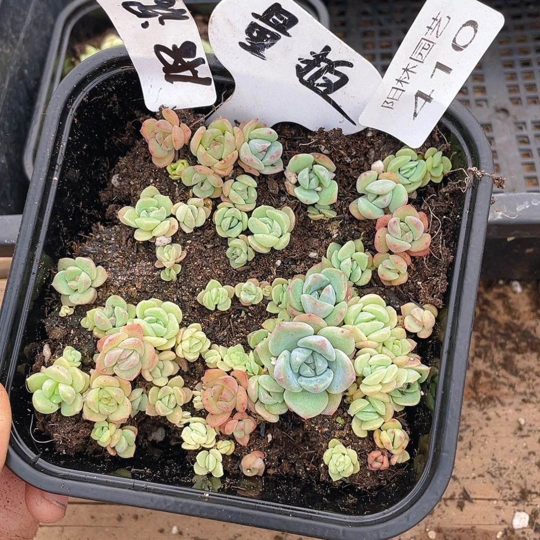 量拍多肉植物多肉植物410