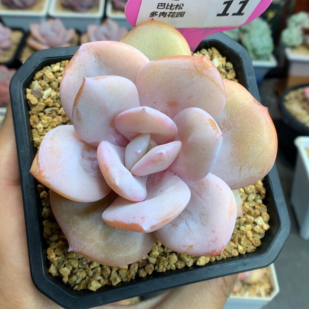 11奶茶多肉植物一物一拍
