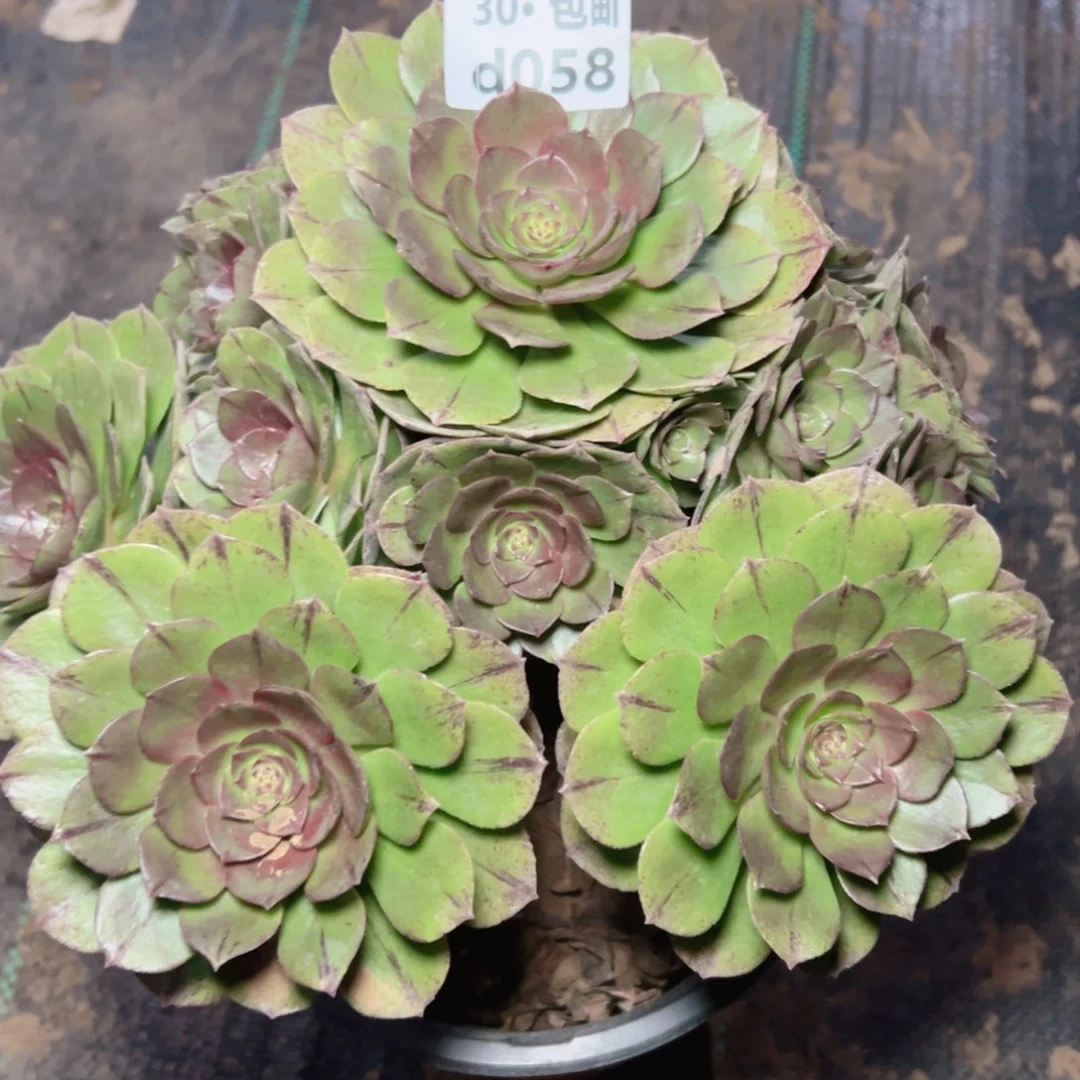 058万拉丝多肉法师