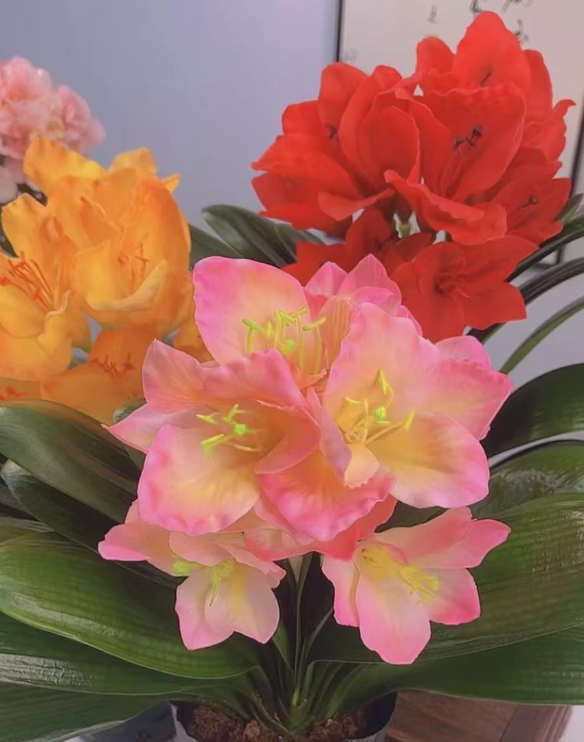 年宵花【精品君子兰】报岁兰茶桌阳台室内室外原盆原土好养绿植