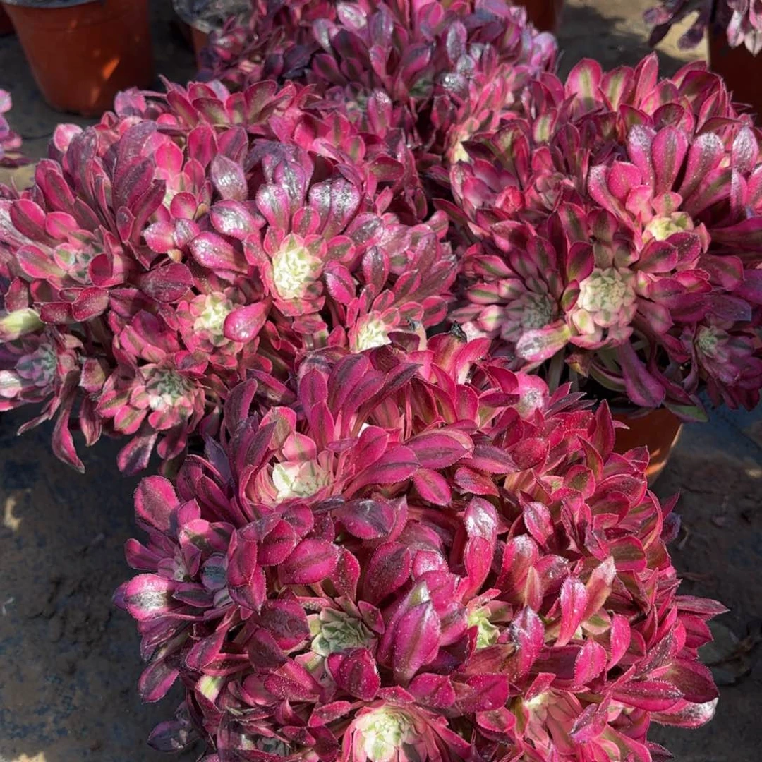 红铜壶超白9.9绣球法师