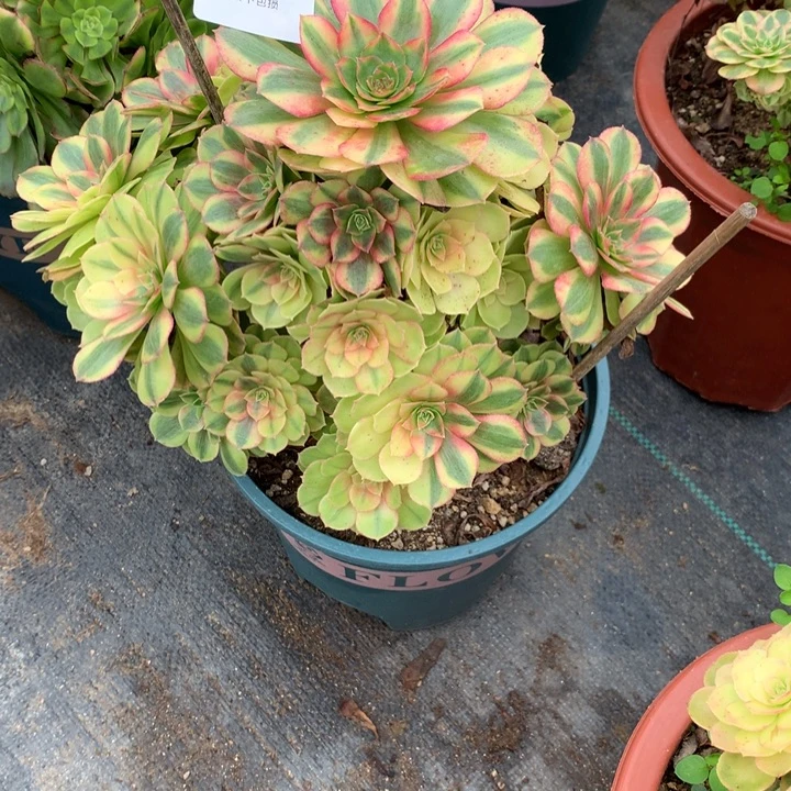 333雨荷多肉植物特价