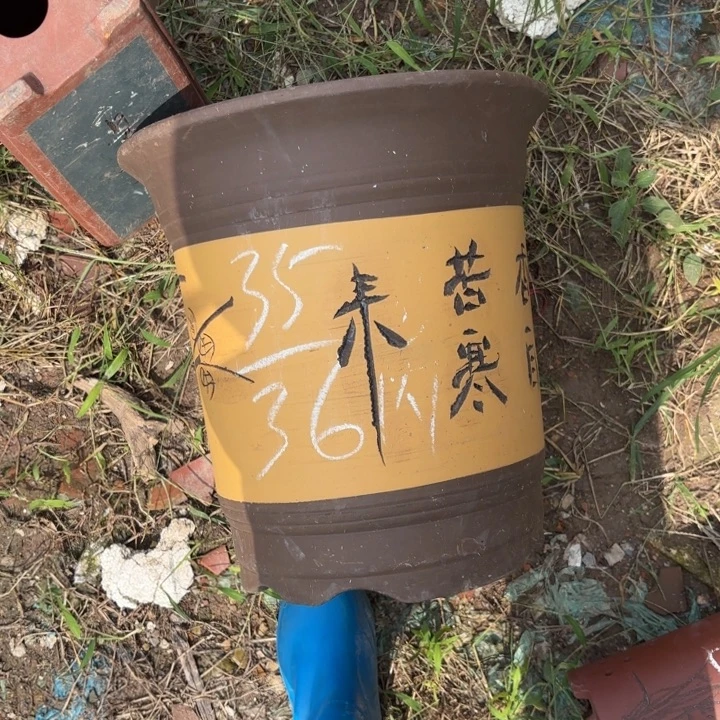 花盆紫砂紫砂的花