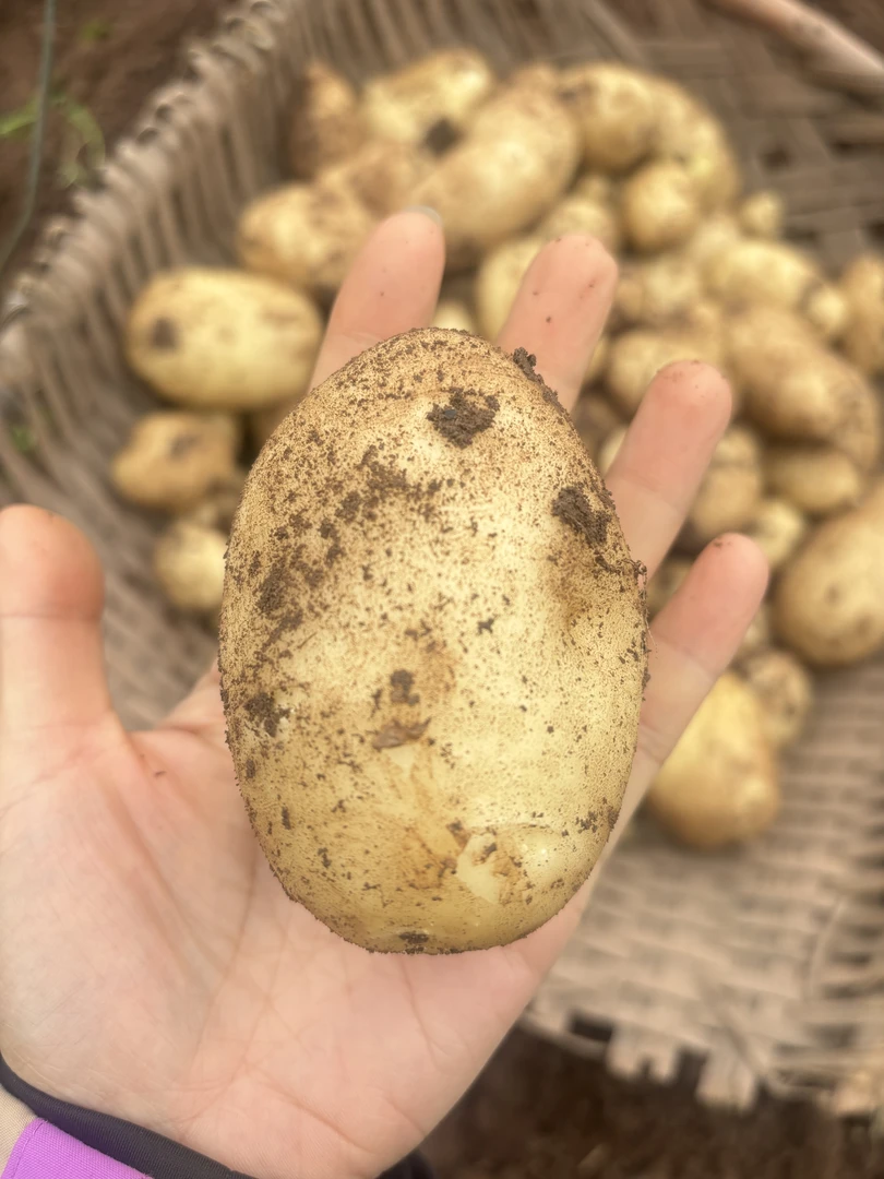 农村露天种植新鲜土豆 现挖马铃薯 当天发货