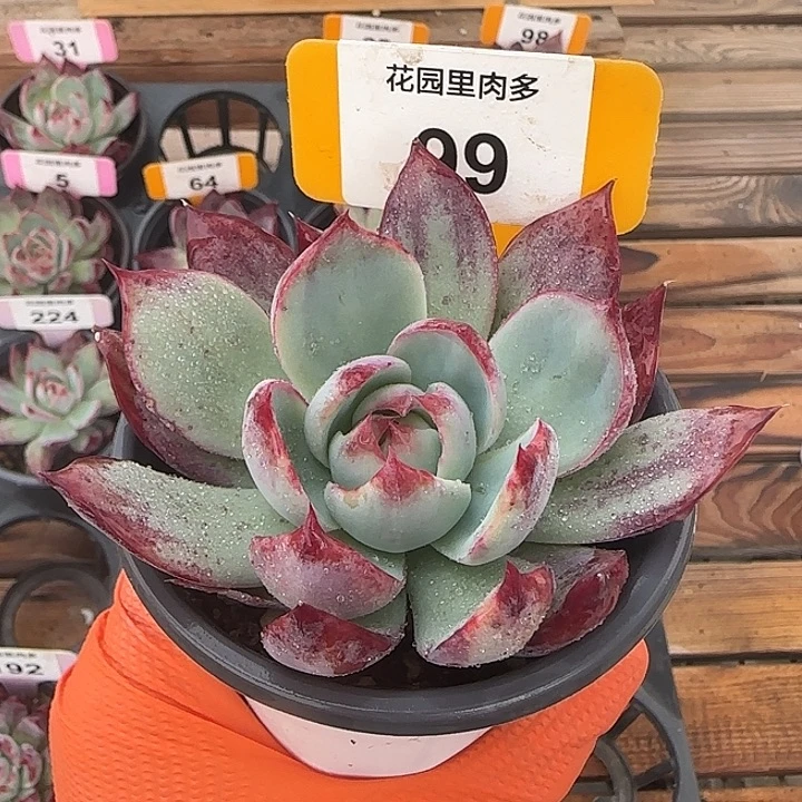 99 惊鸿仙子多肉植物