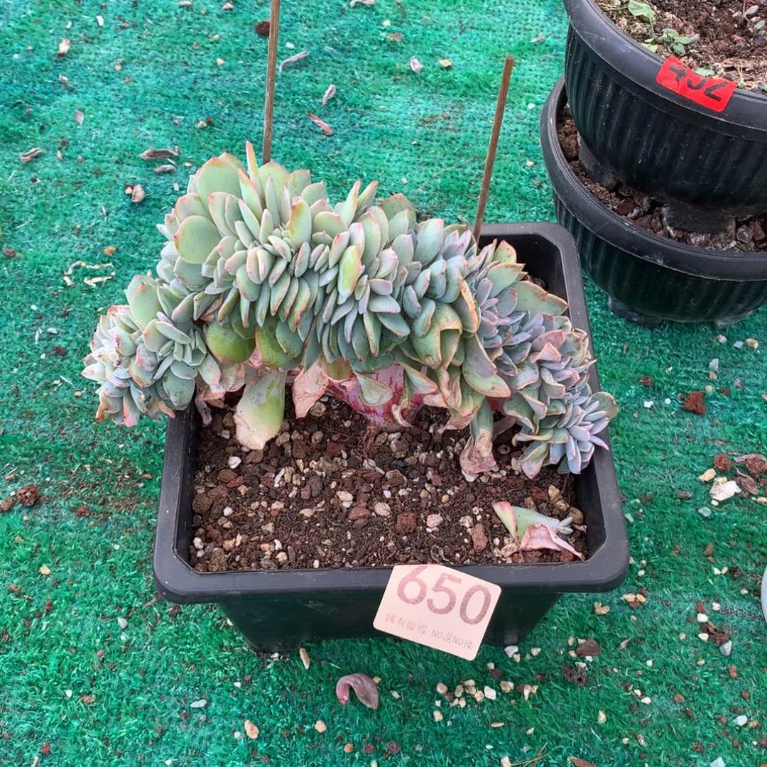 650白凤缀多肉植物