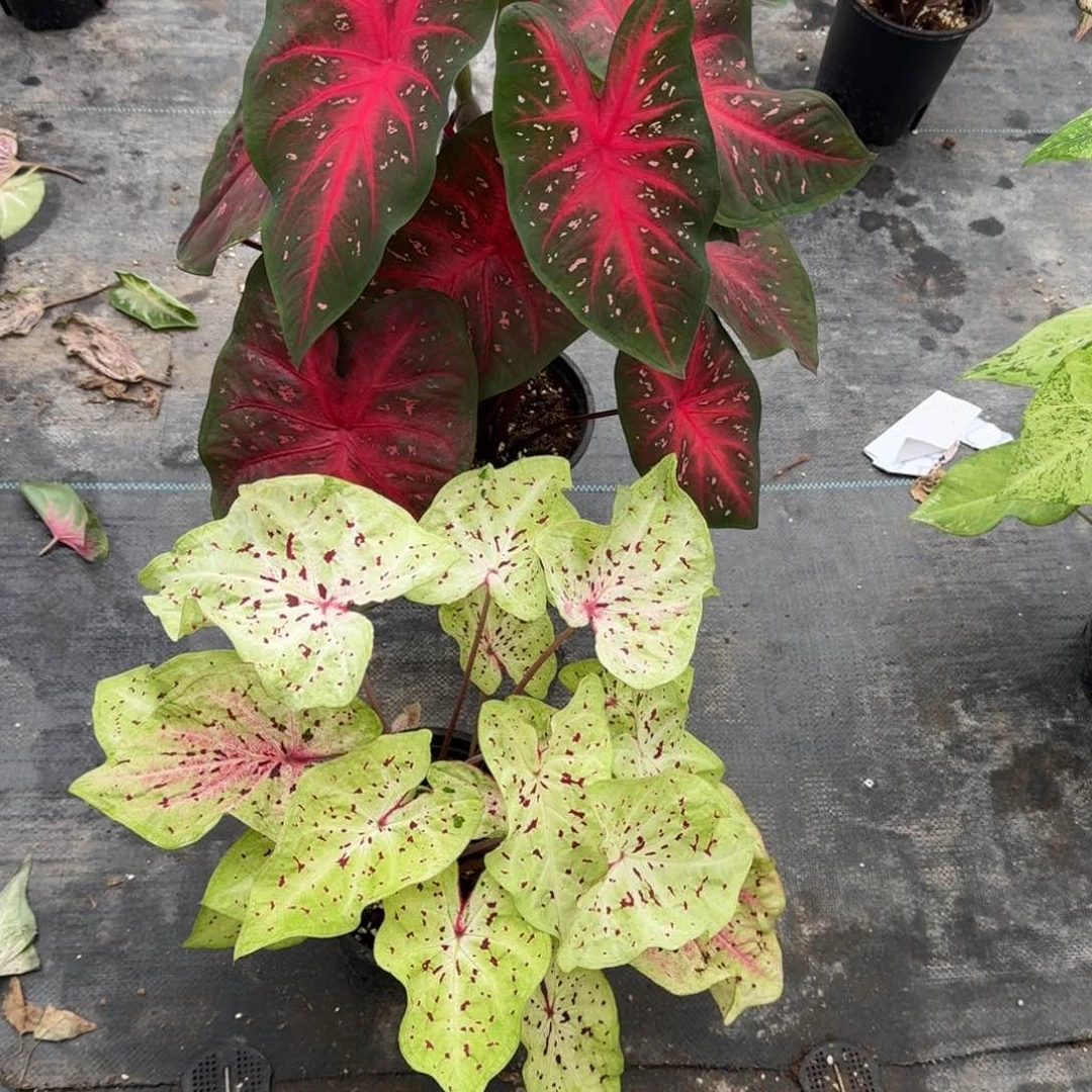 完全开放闪光，马非特，水星记专拍