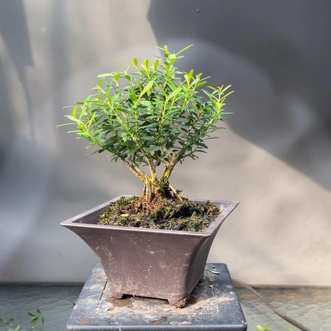 当前无花栽培后可以开花