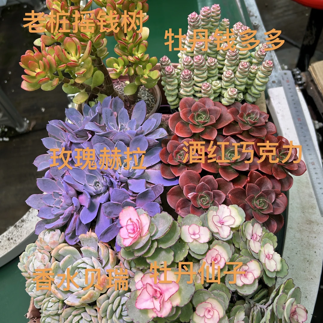钱多多组合（6盆加一包肥）带盆土新人好看好养绿植盆栽