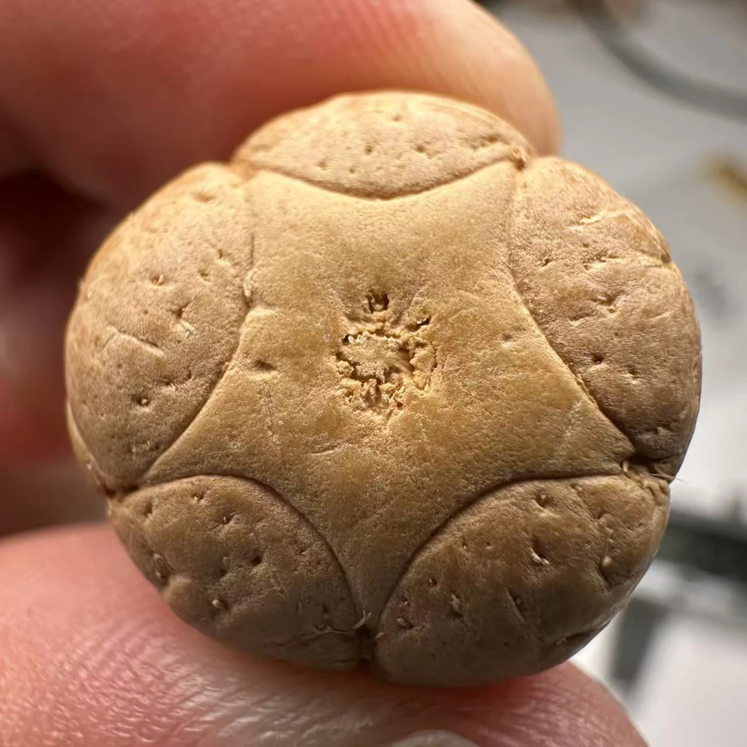 尼泊尔五星菩提，尺寸19，sss系列，货号67