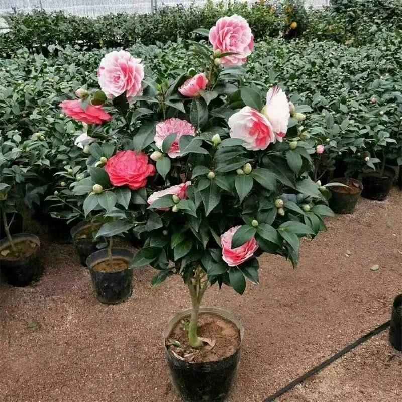 新疆包邮 香妃茶花四季开花
