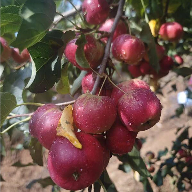 东北特产龙丰果应季水果大秋果高山种植现采现发小苹果