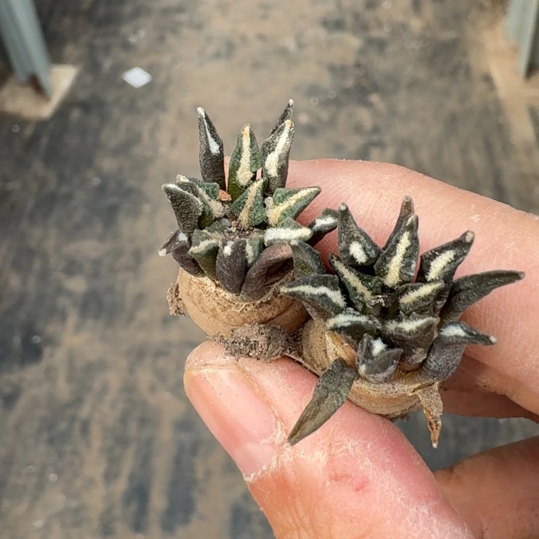 【闪购商品】两颗萝卜根黑牡丹