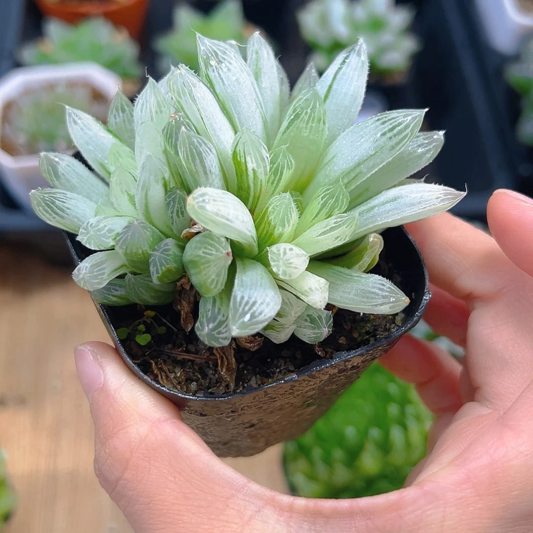 双头白斑玉露多肉多肉