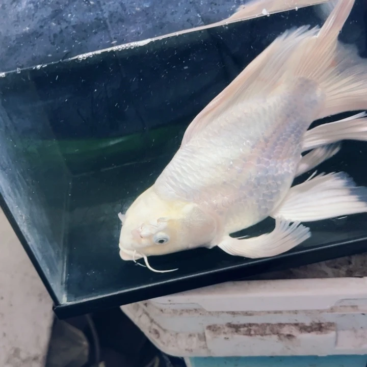 一***天海水鱼蝴蝶鲤40包邮
