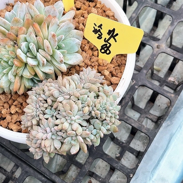 星影88号码牌子的话