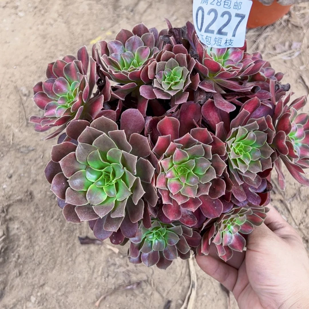 红日多肉植物0227