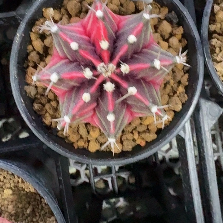 L308-1201广东发货