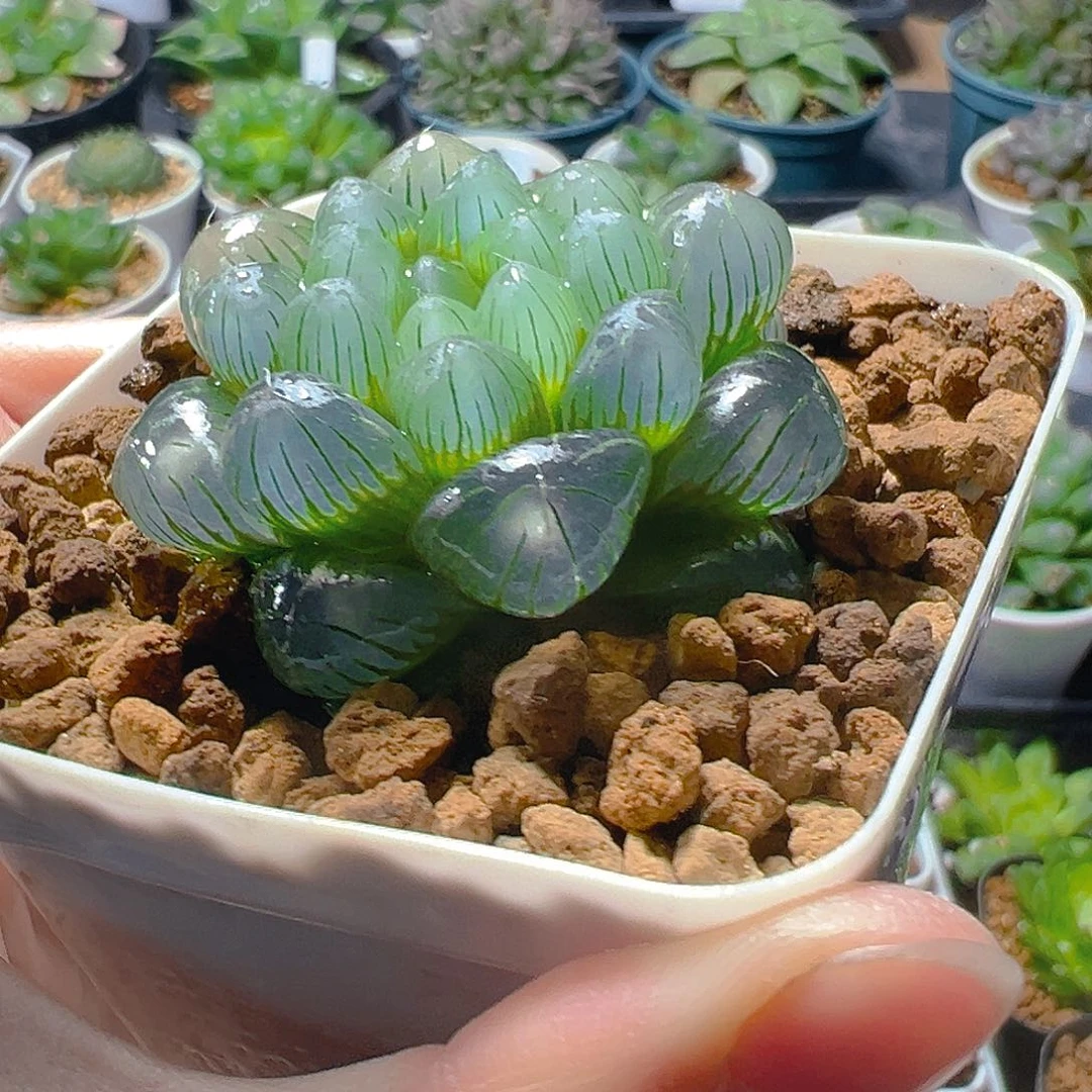 翠冰玉露玉露多肉植物一颗