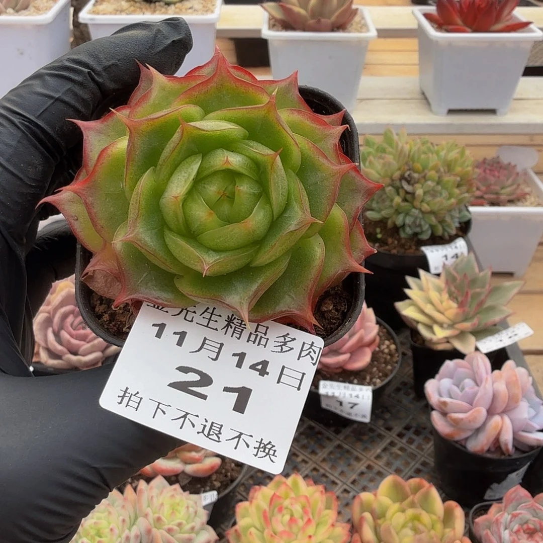 1114-21珍妮的单头a