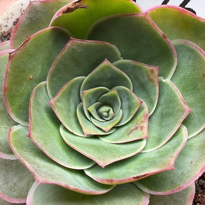 杨176 紫莜晶钻若初有伤福利