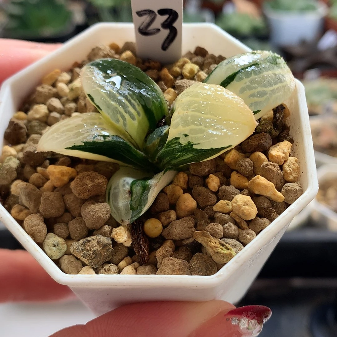 23号史扑寿锦带盆土